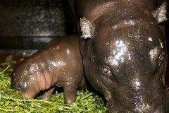 Urodził się hipopotam karłowaty