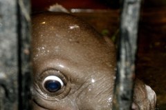 Urodził się hipopotam karłowaty