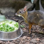 Urodził się w Polsce. Ma nogi cienkie jak ołówki