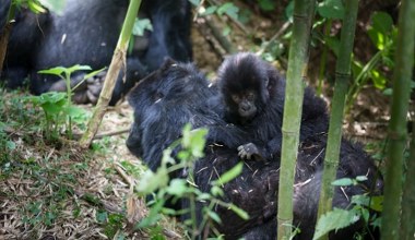 Urodziły się rzadkie bliźnięta. Żyją w kraju ogarniętym wojną