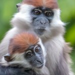 Urodziły się w Polsce. Gdy dorosną, zaczną szczekać