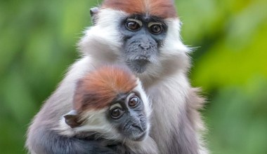 Urodziły się w Polsce. Gdy dorosną, zaczną szczekać