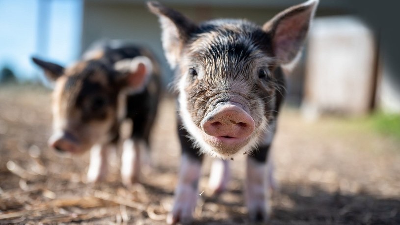 Urodziły się zmodyfikowane genetycznie świnie z komórkami małp. Chiny znowu szokują świat /Geekweek