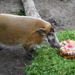 Urodziny w zoo. Petunia ma już 17 lat