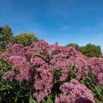 najlepsze krzewy na żywopłot Urośnie i będzie jak wielka ściana. Ogród stanie się purpurowy