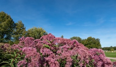 Urośnie i będzie jak wielka ściana. Ogród stanie się purpurowy