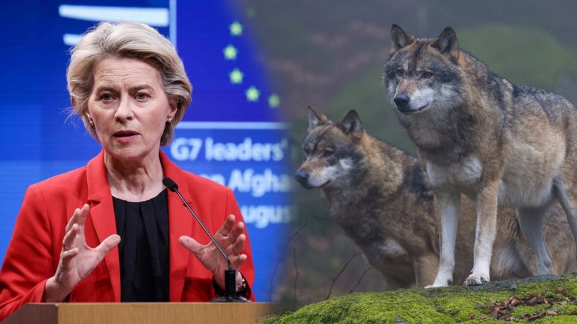 Ursula von der Leyen jest jedną z inicjatorek debaty nad statusem ochrony wilka w UE. W 2022 r. ofiarą drapieżników padł jej kucyk /UIG Nature Environment/AFP /East News