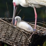 Urubu, koskoroby, drzewice i warzęchy. Sukces lęgowy w gdańskim zoo