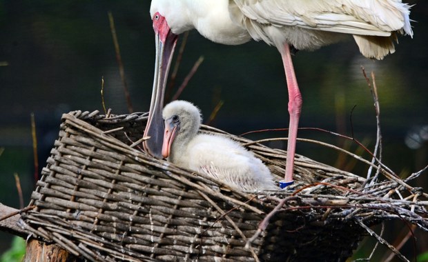 Urubu, koskoroby, drzewice i warzęchy. Sukces lęgowy w gdańskim zoo