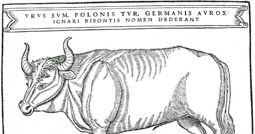 Urus jestem, po polsku tur, po niemiecku aurox: nieuki zowią mnie bizonem - napis na rycinie z 1556 r. /Wikipedia /materiały prasowe