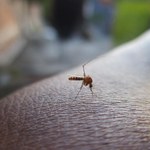 Urządzenie nakładane na smarftona może pomóc w rozpoznaniu wirusa Zika