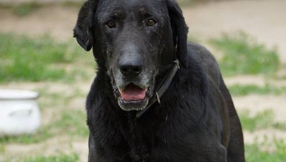 Urzędnicy adoptują psy. "Opiekujemy się nimi. Pieścimy. Czochramy"