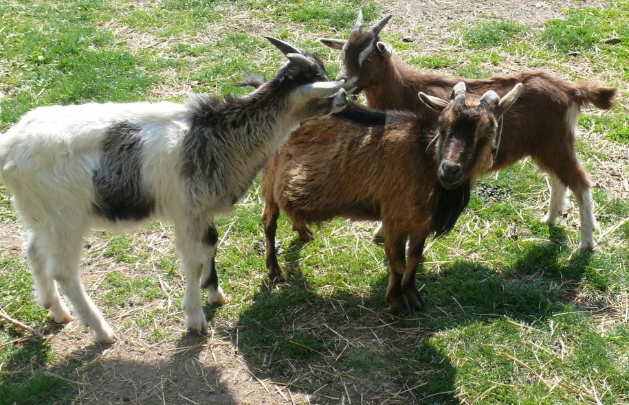 Urzędnicy z Morynia zwierzęta oddadzą za darmo, ale tylko w dobre ręce /