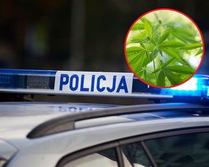 Urzędnik starostwa w Lubartowie pracował pod wpływem marihuany 
