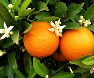 Urzeka aromatem i smakiem. Woda z kwiatów pomarańczy ukoi skórę i zadba o podniebienie