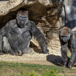 USA: Dwa goryle w zoo w San Diego chore na Covid-19