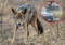 USA: Dwulatka zaatakowana przez kojota. Wstrząsające nagranie
