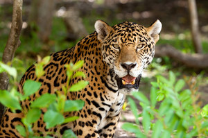 USA: Jaguar zaatakował turystę w zoo