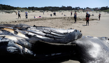 USA: Martwy humbak wyrzucony na plażę