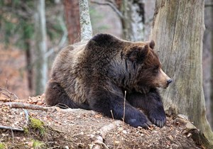 USA: Niedźwiedź zabił kobietę. Został zastrzelony 