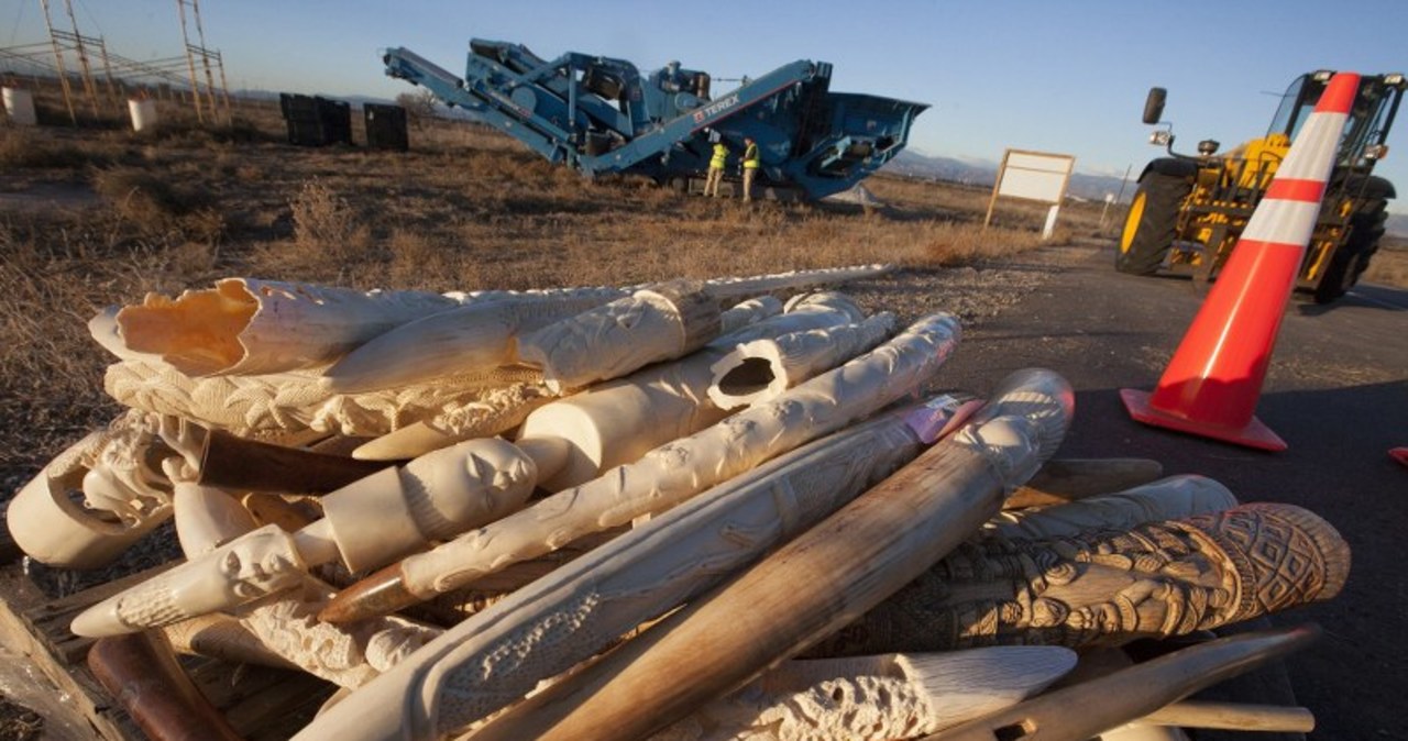 USA niszczą sześć ton kości słoniowej  