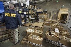 USA niszczą sześć ton kości słoniowej  