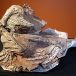 USA: Odkryto szkielet nowego gatunku dinozaura
