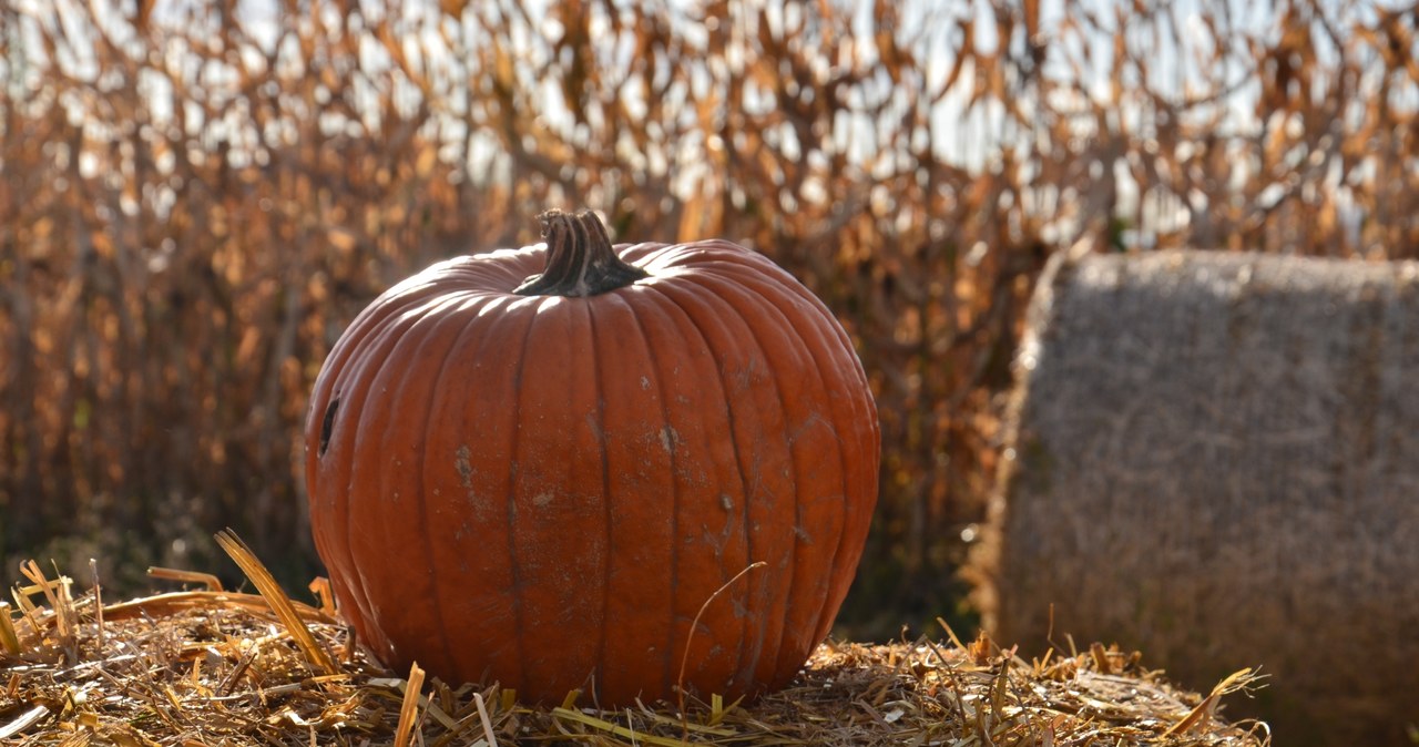 USA: Po Halloween tysiace dyń trafiają na wysypiska