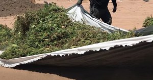 USA: Policja zlikwidowała gigantyczne plantacje marihuany