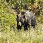 USA: Studenci siłowali się z... niedźwiedziem. Obaj cało wyszli z ataku