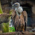 USA: Tajemnicza śmierć sępa w zoo. "Okoliczności zgonu są nietypowe"