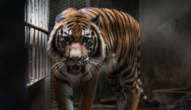USA: Tygrys ugryzł pracownika zoo. Zwierzę zastrzelono