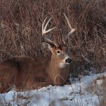 USA: U dziko żyjących jeleni wykryto Covid-19