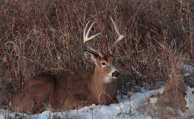 USA: U dziko żyjących jeleni wykryto Covid-19