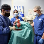 USA: Udany przeszczep świńskiego serca u człowieka