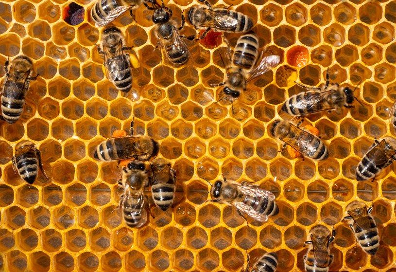USA wprowadza pierwszą szczepionkę dla pszczół, lecz w ograniczonym zakresie /123RF/PICSEL