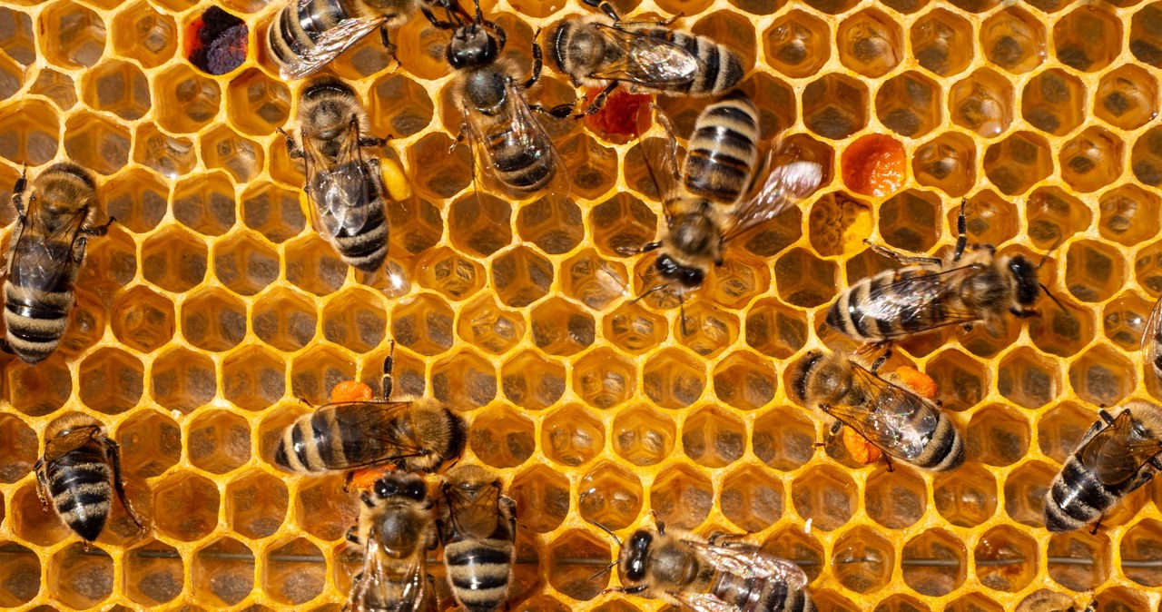 USA wprowadza pierwszą szczepionkę dla pszczół, lecz w ograniczonym zakresie /123RF/PICSEL