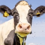 USA wspomagają się muchami. Pasożyt może zabić krowę w 14 dni