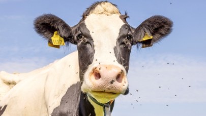 USA wspomagają się muchami. Pasożyt może zabić krowę w 14 dni