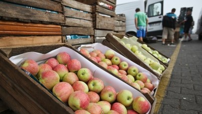 USA zamiast Rosji. Polskie jabłka pojadą za Ocean?