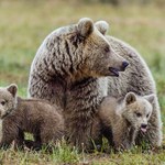 USA: Zastrzelono popularną niedźwiedzicę Bobbi. Trwa policyjne śledztwo 