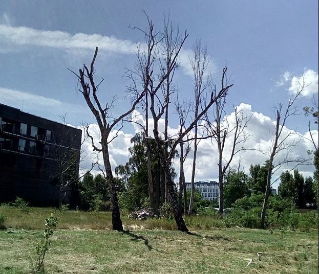 Uschnięte drzewa /Urząd Miasta Sopotu /