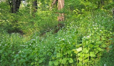 Усі думають, що це бур'ян, а це скарбниця здоров'я. Їстівна від кореня до насіння
