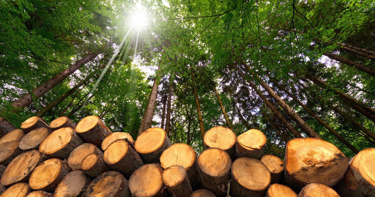 Usługi firmy arborystycznej - ile kosztuje wycięcie drzewa? /123RF/PICSEL