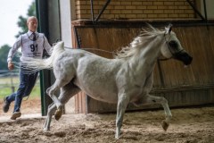 Ustalenia RMF FM. Szczegóły decyzji śledczych ws. niegospodarności w trzech stadninach
