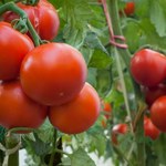 Usuń je czym prędzej, a pomidory będą dorodne i smaczne