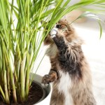 trujące rośliny domowe Usuń je z domu natychmiast. Te rośliny są niebezpieczne dla kotów