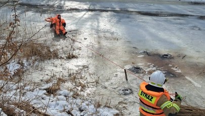 Usuwali drzewa, wpadli do rzeki. Akcja straży pożarnej w Pieniężnie