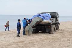 Usuwanie martwego wieloryba z plaży