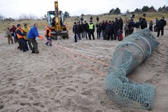 Usuwanie martwego wieloryba z plaży